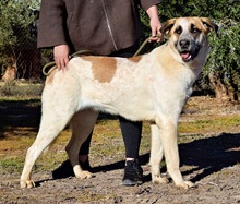 PASTORI, Hund, Herdenschutzhund in Spanien - Bild 4