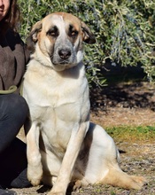 PASTORI, Hund, Herdenschutzhund in Spanien - Bild 5