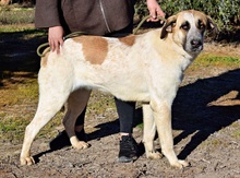 PASTORI, Hund, Herdenschutzhund in Spanien - Bild 6