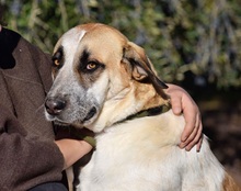 PASTORI, Hund, Herdenschutzhund in Spanien - Bild 7