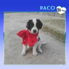 PACO, Hund, Mischlingshund in Griechenland - Bild 8