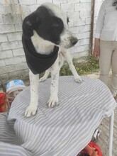 LUI, Hund, Mischlingshund in Griechenland - Bild 7