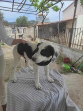 LUI, Hund, Mischlingshund in Griechenland - Bild 8