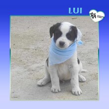 LUI, Hund, Mischlingshund in Griechenland - Bild 9