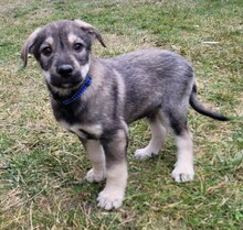 CLARK, Hund, Mischlingshund in Rumänien - Bild 2