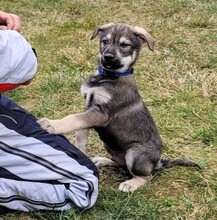 CLARK, Hund, Mischlingshund in Rumänien - Bild 3