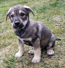 CLARK, Hund, Mischlingshund in Rumänien - Bild 4