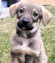 CAIRON, Hund, Mischlingshund in Rumänien - Bild 1