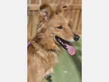 JOY, Hund, Garafiano-Mix in Spanien - Bild 1