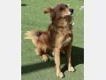 JOY, Hund, Garafiano-Mix in Spanien - Bild 2