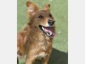 JOY, Hund, Garafiano-Mix in Spanien - Bild 3