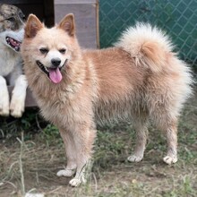 ROCKY, Hund, Spitz-Mix in Griechenland - Bild 1