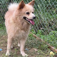 ROCKY, Hund, Spitz-Mix in Griechenland - Bild 2