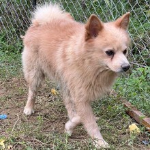 ROCKY, Hund, Spitz-Mix in Griechenland - Bild 3