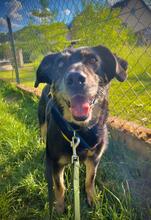 TOSCA, Hund, Mischlingshund in Koblenz - Bild 1
