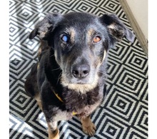TOSCA, Hund, Mischlingshund in Koblenz - Bild 2