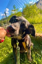 TOSCA, Hund, Mischlingshund in Koblenz - Bild 3