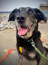 TOSCA, Hund, Mischlingshund in Koblenz - Bild 4