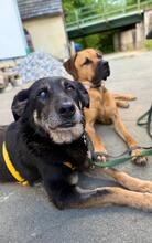 TOSCA, Hund, Mischlingshund in Koblenz - Bild 5