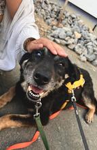 TOSCA, Hund, Mischlingshund in Koblenz - Bild 6