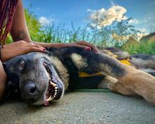 TOSCA, Hund, Mischlingshund in Koblenz - Bild 8