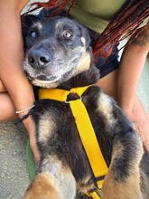 TOSCA, Hund, Mischlingshund in Koblenz - Bild 9