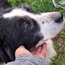 TOSCA, Hund, Karakachan in Grieben - Bild 3