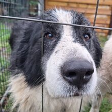 TOSCA, Hund, Karakachan in Grieben - Bild 4