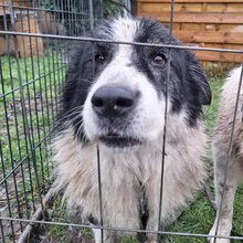 TOSCA, Hund, Karakachan in Grieben - Bild 5