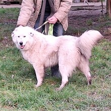 BELMONDO, Hund, Karakachan-Mix in Grieben - Bild 2