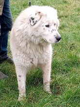 BELMONDO, Hund, Karakachan-Mix in Grieben - Bild 4