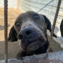 PASCAL, Hund, Dackel-Mix in Ungarn - Bild 2