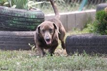 PASCAL, Hund, Dackel-Mix in Ungarn - Bild 3