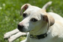 COCCOLA, Hund, Mischlingshund in Hürth - Bild 1