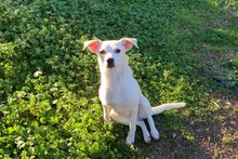 COCCOLA, Hund, Mischlingshund in Hürth - Bild 10