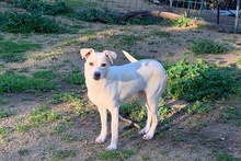 COCCOLA, Hund, Mischlingshund in Hürth - Bild 11
