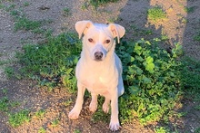 COCCOLA, Hund, Mischlingshund in Hürth - Bild 12