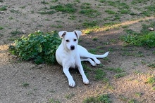 COCCOLA, Hund, Mischlingshund in Hürth - Bild 13
