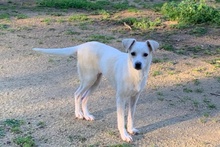 COCCOLA, Hund, Mischlingshund in Hürth - Bild 14
