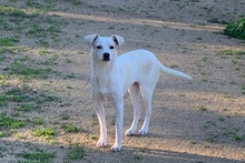 COCCOLA, Hund, Mischlingshund in Hürth - Bild 15