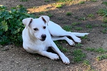 COCCOLA, Hund, Mischlingshund in Hürth - Bild 16