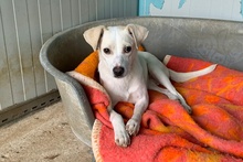 COCCOLA, Hund, Mischlingshund in Hürth - Bild 17