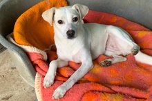 COCCOLA, Hund, Mischlingshund in Hürth - Bild 18