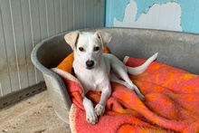 COCCOLA, Hund, Mischlingshund in Hürth - Bild 19