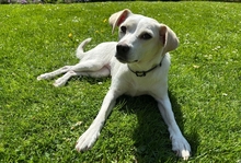 COCCOLA, Hund, Mischlingshund in Hürth - Bild 2
