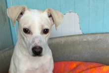 COCCOLA, Hund, Mischlingshund in Hürth - Bild 20