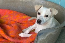 COCCOLA, Hund, Mischlingshund in Hürth - Bild 22