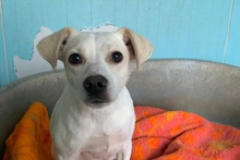 COCCOLA, Hund, Mischlingshund in Hürth - Bild 23