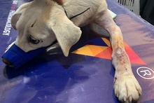 COCCOLA, Hund, Mischlingshund in Hürth - Bild 25
