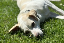 COCCOLA, Hund, Mischlingshund in Hürth - Bild 4